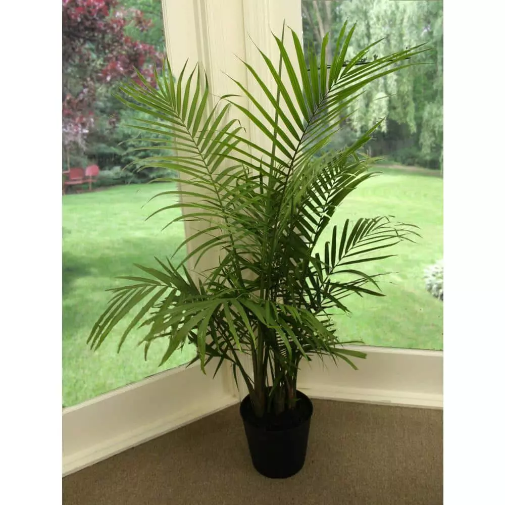 Flash Sale โ๏ธ Costa Farms Majesty Palm in 9.25 in. Grower Pot ๐ 10 Flash Sale โ๏ธ Costa Farms Majesty Palm in 9.25 in. Grower Pot ๐ - Image 8