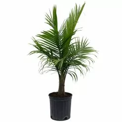 Flash Sale โ๏ธ Costa Farms Majesty Palm in 9.25 in. Grower Pot ๐ 12 Flash Sale โ๏ธ Costa Farms Majesty Palm in 9.25 in. Grower Pot ๐ -Pavestone || Costa Farms Shop costa farms indoor plants 10maj c3 1000