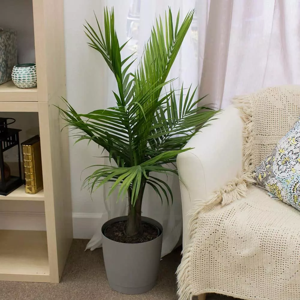 Flash Sale โ๏ธ Costa Farms Majesty Palm in 9.25 in. Grower Pot ๐ 4 Flash Sale โ๏ธ Costa Farms Majesty Palm in 9.25 in. Grower Pot ๐ - Image 2