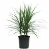 Wholesale 🎉 Costa Farms Marginata Bush in 8.75 in. Grower Pot 😍 -Pavestone || Costa Farms Shop costa farms indoor plants 10marg 64 1000