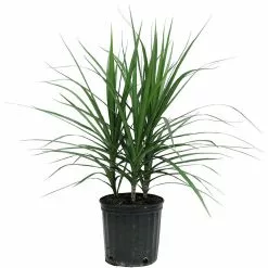 Wholesale 🎉 Costa Farms Marginata Bush in 8.75 in. Grower Pot 😍