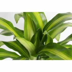 Buy 🌟 Costa Farms Mass Cane in 8.75 in. White Decor Pot 💯 -Pavestone || Costa Farms Shop costa farms indoor plants 10masscreammod 4f 1000