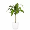 Buy ๐ Costa Farms Mass Cane in 8.75 in. White Decor Pot ๐ฏ 2 Buy ๐ Costa Farms Mass Cane in 8.75 in. White Decor Pot ๐ฏ -Pavestone || Costa Farms Shop costa farms indoor plants 10masscreammod 64 1000