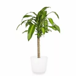 Buy 🌟 Costa Farms Mass Cane in 8.75 in. White Decor Pot 💯