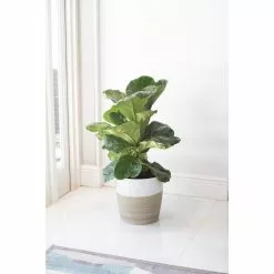 Wholesale 🤩 Costa Farms Fiddle Leaf Fig in 10in. Black Grower Pot 👍 -Pavestone || Costa Farms Shop costa farms indoor plants 10pan 44 1000