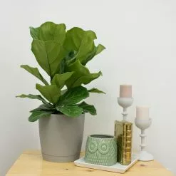 Wholesale 🤩 Costa Farms Fiddle Leaf Fig in 10in. Black Grower Pot 👍 -Pavestone || Costa Farms Shop costa farms indoor plants 10pan c3 1000
