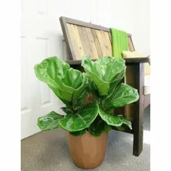 Wholesale 🤩 Costa Farms Fiddle Leaf Fig in 10in. Black Grower Pot 👍 -Pavestone || Costa Farms Shop costa farms indoor plants 10pan fa 1000