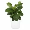 Budget 🛒 Costa Farms Fiddle Leaf Fig in 10in. White Decor Pot ⭐ -Pavestone || Costa Farms Shop costa farms indoor plants 10panpar2ft 64 1000