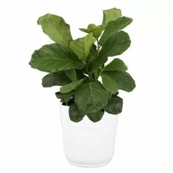 Budget 🛒 Costa Farms Fiddle Leaf Fig in 10in. White Decor Pot ⭐
