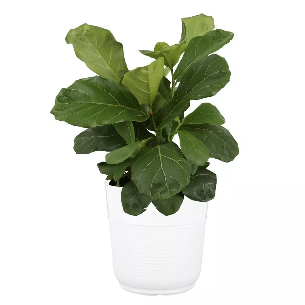 Budget ๐ Costa Farms Fiddle Leaf Fig in 10in. White Decor Pot โญ 3 Budget ๐ Costa Farms Fiddle Leaf Fig in 10in. White Decor Pot โญ