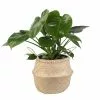 Buy 😍 Costa Farms Monstera Deliciosa Swiss Cheese Plant in 9.25 in. Natural Decor Basket ⭐ 1 Buy 😍 Costa Farms Monstera Deliciosa Swiss Cheese Plant in 9.25 in. Natural Decor Basket ⭐ -Pavestone || Costa Farms Shop costa farms indoor plants 10philomonsea 64 1000
