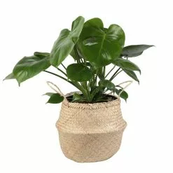Buy 😍 Costa Farms Monstera Deliciosa Swiss Cheese Plant in 9.25 in. Natural Decor Basket ⭐