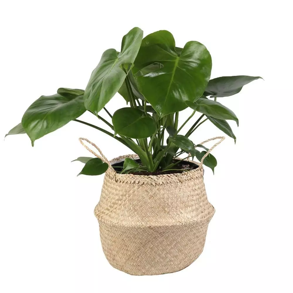 Buy ๐ Costa Farms Monstera Deliciosa Swiss Cheese Plant in 9.25 in. Natural Decor Basket โญ 3 Buy ๐ Costa Farms Monstera Deliciosa Swiss Cheese Plant in 9.25 in. Natural Decor Basket โญ