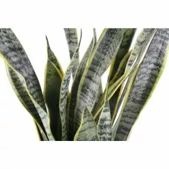 New 🧨 Costa Farms Grower's Choice Snake Plant (Sansevieria) in 10 in. White Decor Pot 🌟 -Pavestone || Costa Farms Shop costa farms indoor plants 10sanslcreammod 4f 1000