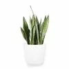 New 🧨 Costa Farms Grower's Choice Snake Plant (Sansevieria) in 10 in. White Decor Pot 🌟 -Pavestone || Costa Farms Shop costa farms indoor plants 10sanslcreammod 64 1000