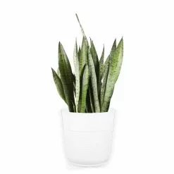 New 🧨 Costa Farms Grower's Choice Snake Plant (Sansevieria) in 10 in. White Decor Pot 🌟