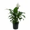 New 🔥 Costa Farms Spathiphyllum Sweet Pablo in 9.25 in. Grower Pot 🤩 -Pavestone || Costa Farms Shop costa farms indoor plants 10spathsweet 64 1000
