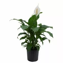 New 🔥 Costa Farms Spathiphyllum Sweet Pablo in 9.25 in. Grower Pot 🤩