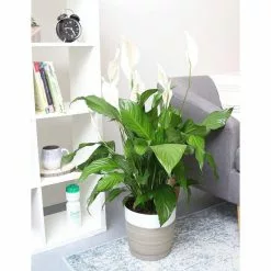 New 🔥 Costa Farms Spathiphyllum Sweet Pablo in 9.25 in. Grower Pot 🤩 -Pavestone || Costa Farms Shop costa farms indoor plants 10spathsweet c3 1000