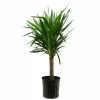 Wholesale 🎁 Costa Farms Yucca Cane in 8.75 in. Grower Pot 😀 -Pavestone || Costa Farms Shop costa farms indoor plants 10yc1 64 1000