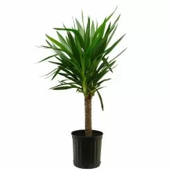 Wholesale 🎁 Costa Farms Yucca Cane in 8.75 in. Grower Pot 😀
