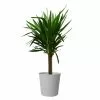 Discount ✔️ Costa Farms Yucca Cane in 8.75 in. Gray Decor Pot ✔️ -Pavestone || Costa Farms Shop costa farms indoor plants 10yuctaupemod 64 1000