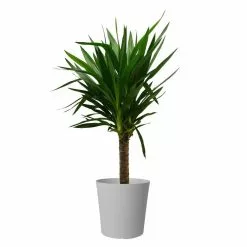 Discount ✔️ Costa Farms Yucca Cane in 8.75 in. Gray Decor Pot ✔️