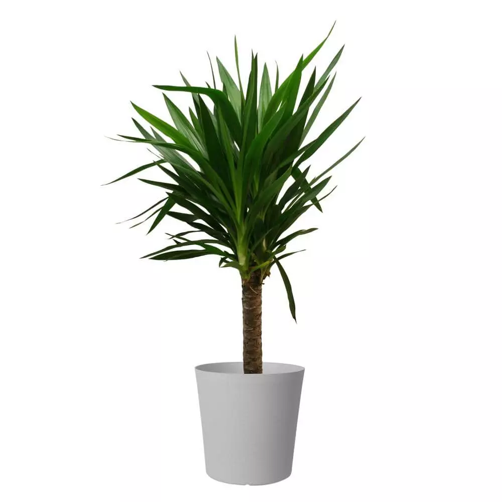 Discount ✔️ Costa Farms Yucca Cane in 8.75 in. Gray Decor Pot ✔️ 3 Discount ✔️ Costa Farms Yucca Cane in 8.75 in. Gray Decor Pot ✔️