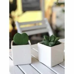 New 👍 Costa Farms Live Hoya Heart, Hoya Kerrii, Plant in Grower's Pot (3-Pack) 👍 -Pavestone || Costa Farms Shop costa farms indoor plants 2 5hoyagp3pk 1f 1000