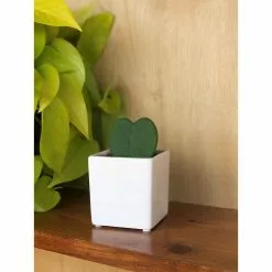 New 👍 Costa Farms Live Hoya Heart, Hoya Kerrii, Plant in Grower's Pot (3-Pack) 👍 -Pavestone || Costa Farms Shop costa farms indoor plants 2 5hoyagp3pk 4f 1000