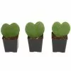 New ๐ Costa Farms Live Hoya Heart, Hoya Kerrii, Plant in Grower's Pot (3-Pack) ๐ 2 New ๐ Costa Farms Live Hoya Heart, Hoya Kerrii, Plant in Grower's Pot (3-Pack) ๐ -Pavestone || Costa Farms Shop costa farms indoor plants 2 5hoyagp3pk 64 1000