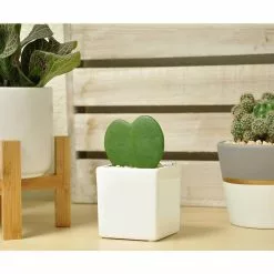 New 👍 Costa Farms Live Hoya Heart, Hoya Kerrii, Plant in Grower's Pot (3-Pack) 👍 -Pavestone || Costa Farms Shop costa farms indoor plants 2 5hoyagp3pk c3 1000