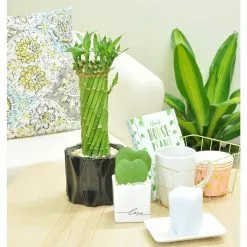 Outlet 👏 Costa Farms Sweetheart Hoya in 2.5in. White Ceramic Planter 🎁 -Pavestone || Costa Farms Shop costa farms indoor plants 2 5hoyalifewh 1f 1000