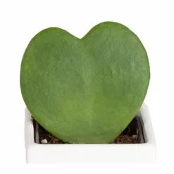 Outlet 👏 Costa Farms Sweetheart Hoya in 2.5in. White Ceramic Planter 🎁 -Pavestone || Costa Farms Shop costa farms indoor plants 2 5hoyalifewh c3 1000