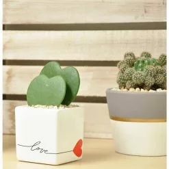 Outlet 👏 Costa Farms Sweetheart Hoya in 2.5in. White Ceramic Planter 🎁 -Pavestone || Costa Farms Shop costa farms indoor plants 2 5hoyalifewh fa 1000