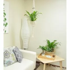 Outlet 🔔 Costa Farms Bird's Nest Fern Plant in 6 in. Premium Ceramic with Macrame Hanger 🌟 -Pavestone || Costa Farms Shop costa farms indoor plants 6birdfernschang 4f 1000
