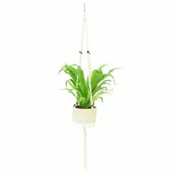 Outlet 🔔 Costa Farms Bird's Nest Fern Plant in 6 in. Premium Ceramic with Macrame Hanger 🌟