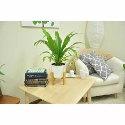 Hot Sale ๐ Costa Farms Bird's Nest Fern Plant in 6 in. White Mid Century Planter and Stand โ๏ธ 13 Hot Sale ๐ Costa Farms Bird's Nest Fern Plant in 6 in. White Mid Century Planter and Stand โ๏ธ -Pavestone || Costa Farms Shop costa farms indoor plants 6birfernmidwht 1f 1000