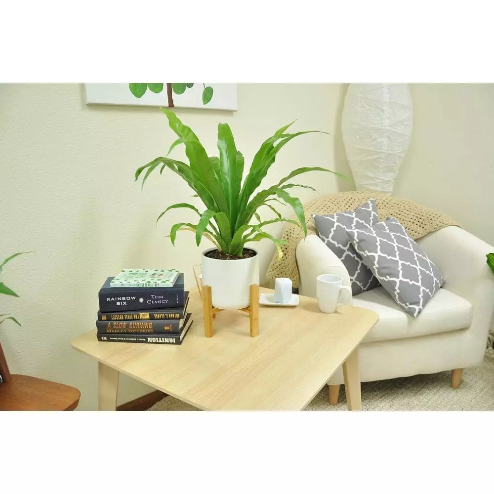 Hot Sale ๐ Costa Farms Bird's Nest Fern Plant in 6 in. White Mid Century Planter and Stand โ๏ธ 7 Hot Sale ๐ Costa Farms Bird's Nest Fern Plant in 6 in. White Mid Century Planter and Stand โ๏ธ - Image 5