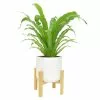 Hot Sale 😍 Costa Farms Bird's Nest Fern Plant in 6 in. White Mid Century Planter and Stand ✔️