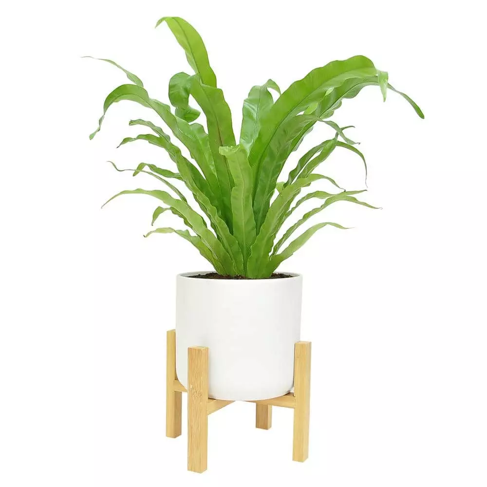 Hot Sale ๐ Costa Farms Bird's Nest Fern Plant in 6 in. White Mid Century Planter and Stand โ๏ธ 3 Hot Sale ๐ Costa Farms Bird's Nest Fern Plant in 6 in. White Mid Century Planter and Stand โ๏ธ