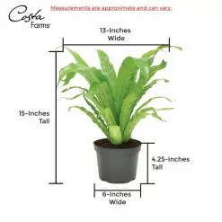 Hot Sale ๐ Costa Farms Bird's Nest Fern Plant in 6 in. White Mid Century Planter and Stand โ๏ธ 15 Hot Sale ๐ Costa Farms Bird's Nest Fern Plant in 6 in. White Mid Century Planter and Stand โ๏ธ -Pavestone || Costa Farms Shop costa farms indoor plants 6birfernmidwht 76 1000