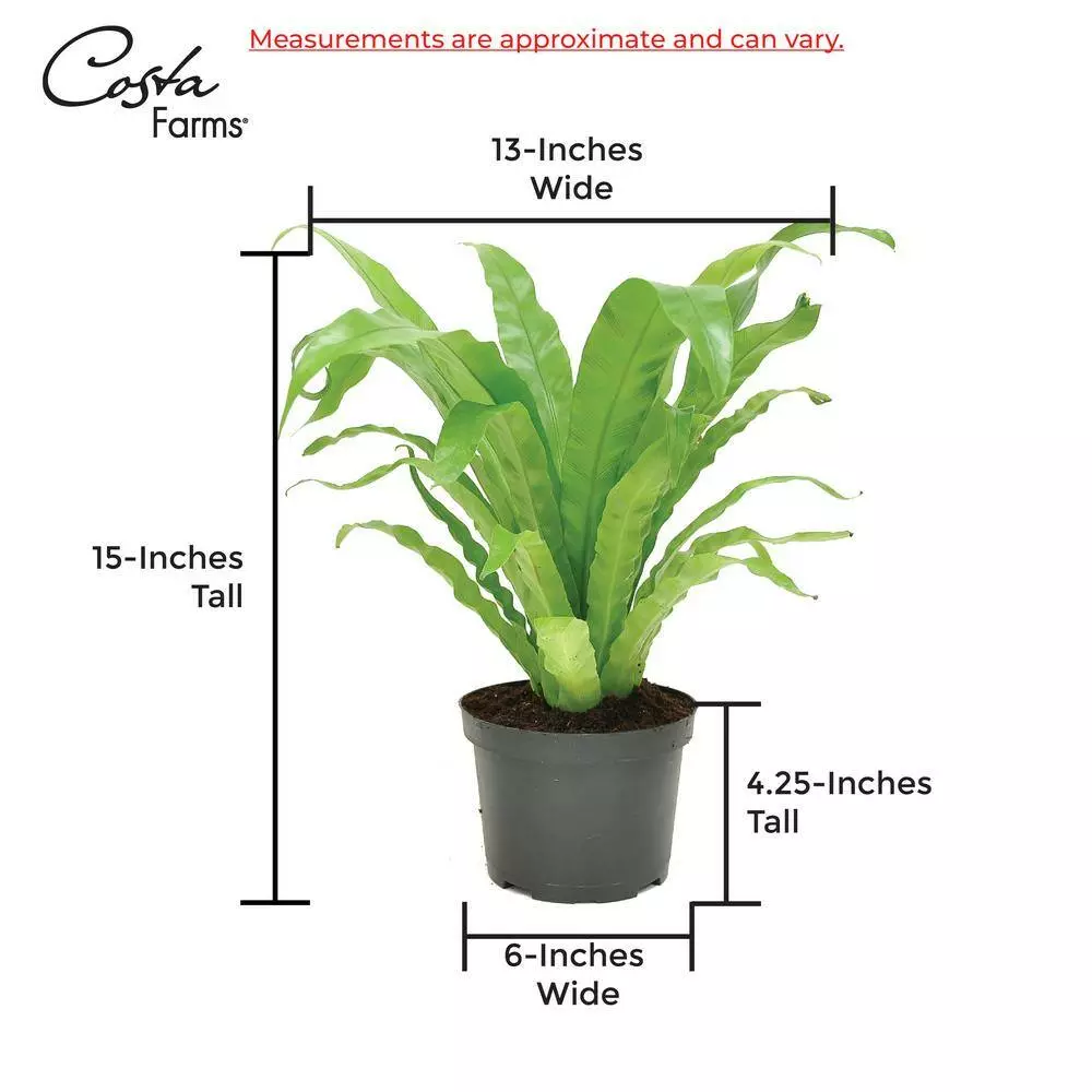 Hot Sale ๐ Costa Farms Bird's Nest Fern Plant in 6 in. White Mid Century Planter and Stand โ๏ธ 9 Hot Sale ๐ Costa Farms Bird's Nest Fern Plant in 6 in. White Mid Century Planter and Stand โ๏ธ - Image 7