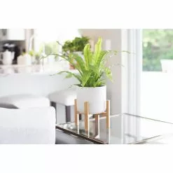 Hot Sale ๐ Costa Farms Bird's Nest Fern Plant in 6 in. White Mid Century Planter and Stand โ๏ธ 11 Hot Sale ๐ Costa Farms Bird's Nest Fern Plant in 6 in. White Mid Century Planter and Stand โ๏ธ -Pavestone || Costa Farms Shop costa farms indoor plants 6birfernmidwht c3 1000