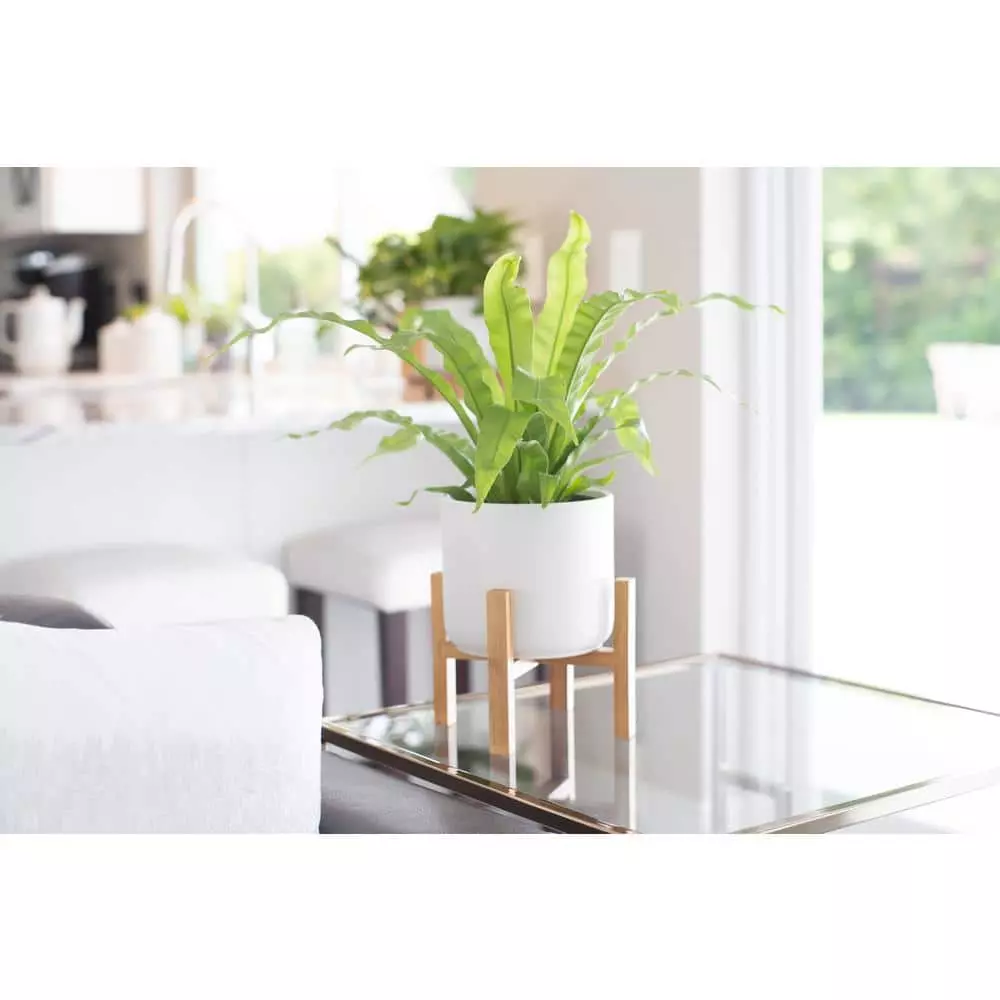Hot Sale ๐ Costa Farms Bird's Nest Fern Plant in 6 in. White Mid Century Planter and Stand โ๏ธ 5 Hot Sale ๐ Costa Farms Bird's Nest Fern Plant in 6 in. White Mid Century Planter and Stand โ๏ธ - Image 3