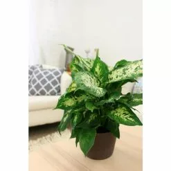 Outlet 😀 Costa Farms Dieffenbachia in 6 in. Grower Pot ❤️ -Pavestone || Costa Farms Shop costa farms indoor plants 6ex 1f 1000