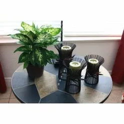 Outlet 😀 Costa Farms Dieffenbachia in 6 in. Grower Pot ❤️ -Pavestone || Costa Farms Shop costa farms indoor plants 6ex 44 1000