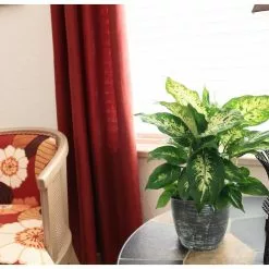 Outlet 😀 Costa Farms Dieffenbachia in 6 in. Grower Pot ❤️ -Pavestone || Costa Farms Shop costa farms indoor plants 6ex 4f 1000