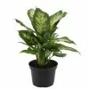 Outlet 😀 Costa Farms Dieffenbachia in 6 in. Grower Pot ❤️ 1 Outlet 😀 Costa Farms Dieffenbachia in 6 in. Grower Pot ❤️ -Pavestone || Costa Farms Shop costa farms indoor plants 6ex 64 1000