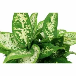 Outlet 😀 Costa Farms Dieffenbachia in 6 in. Grower Pot ❤️ -Pavestone || Costa Farms Shop costa farms indoor plants 6ex c3 1000